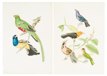 DESCOURTILZ, JEAN THEODORE. Group of 9 hand-finished chromolithographed plates of Brazilian birds,